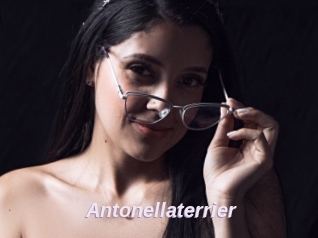 Antonellaterrier