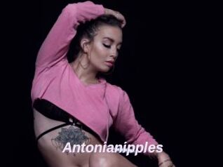 Antonianipples